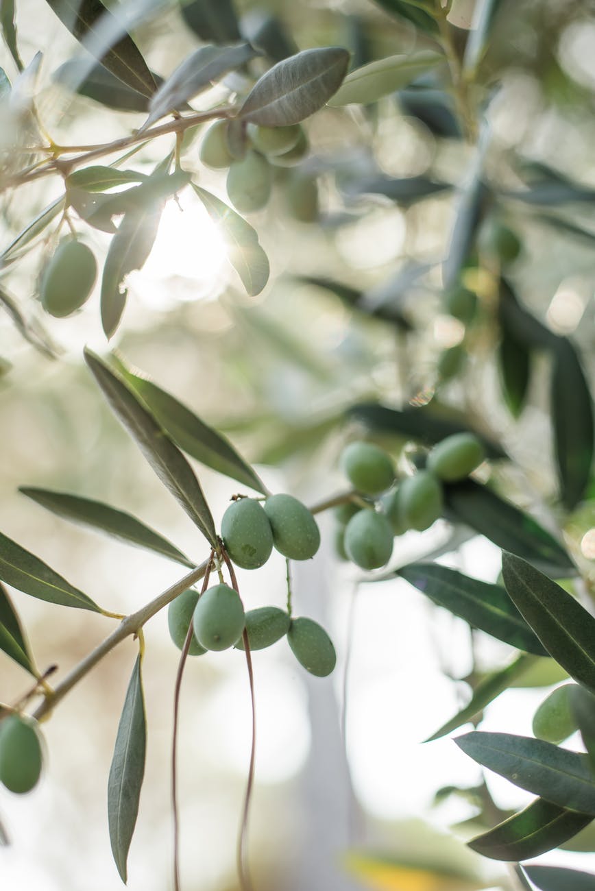 Zeytin Ağacının Hikayesi